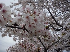 t2015.4.25 4.jpg